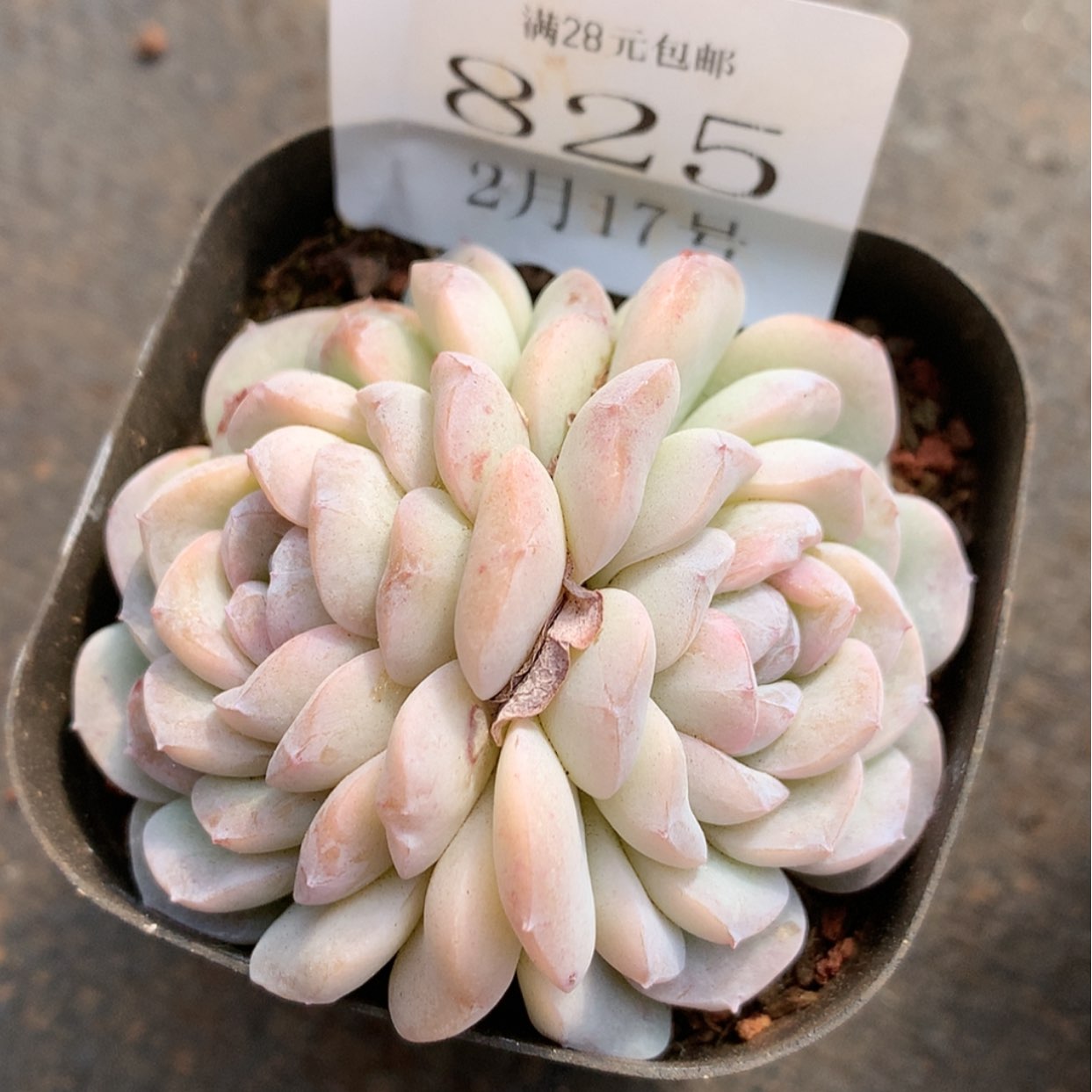 【闪购商品】云825号