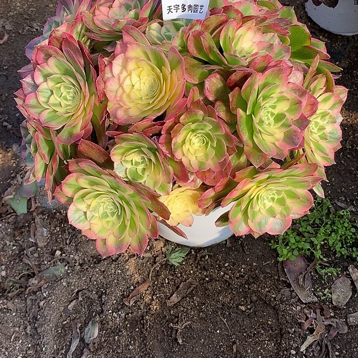多肉植物海仙741多肉