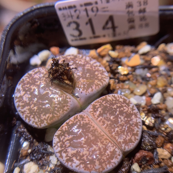  精品生石花219.314