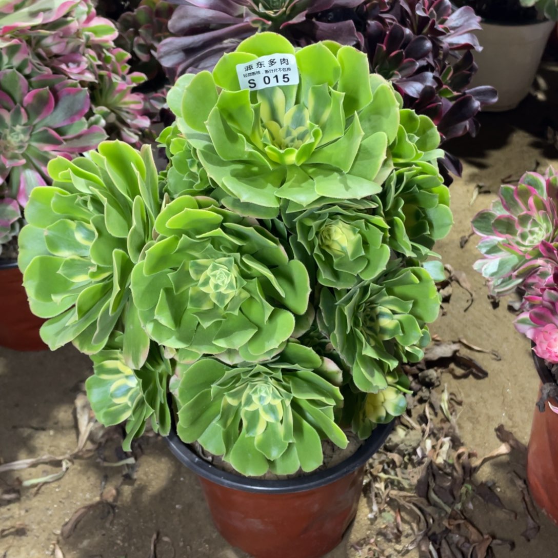 015辛尼多肉法师断枝不包