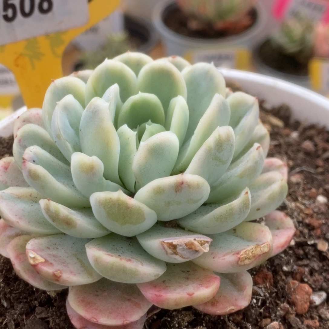 508贝瑞锦锦锦锦锦锦m