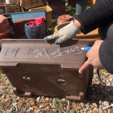 紫砂花盆紫砂花盆盆景盆栽