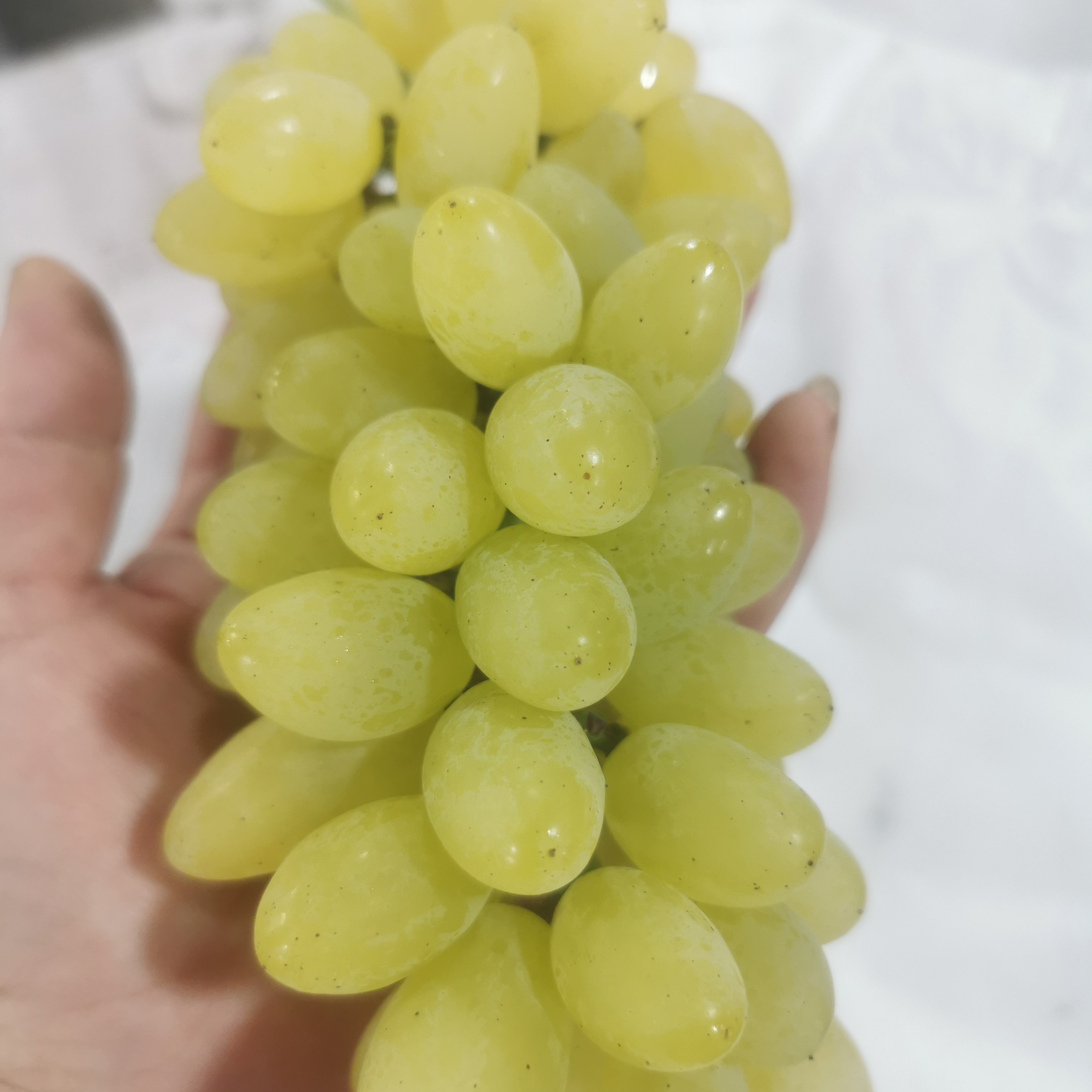 金手指葡萄，孕妇小孩都能吃，小时候的味道，自然成熟