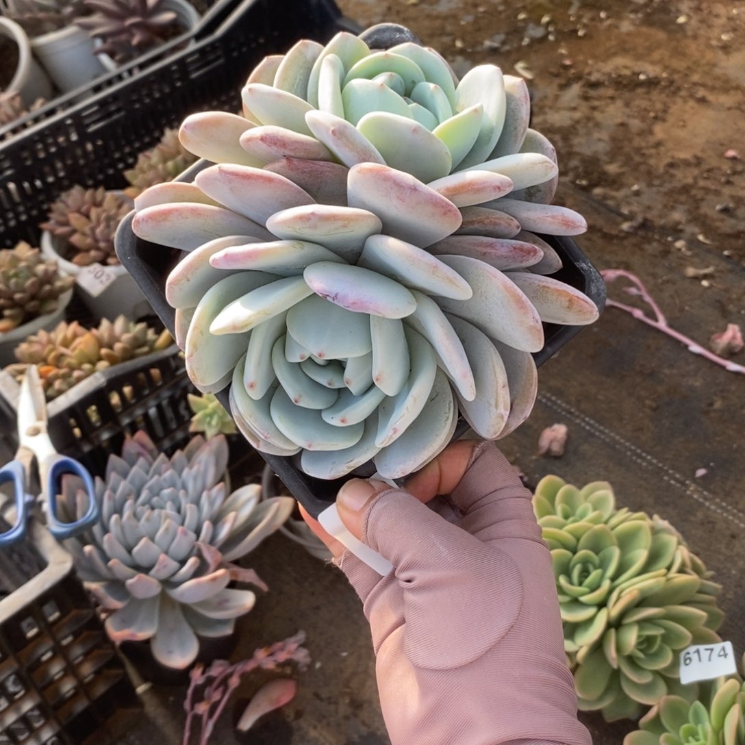 6175橙梦露一物一拍