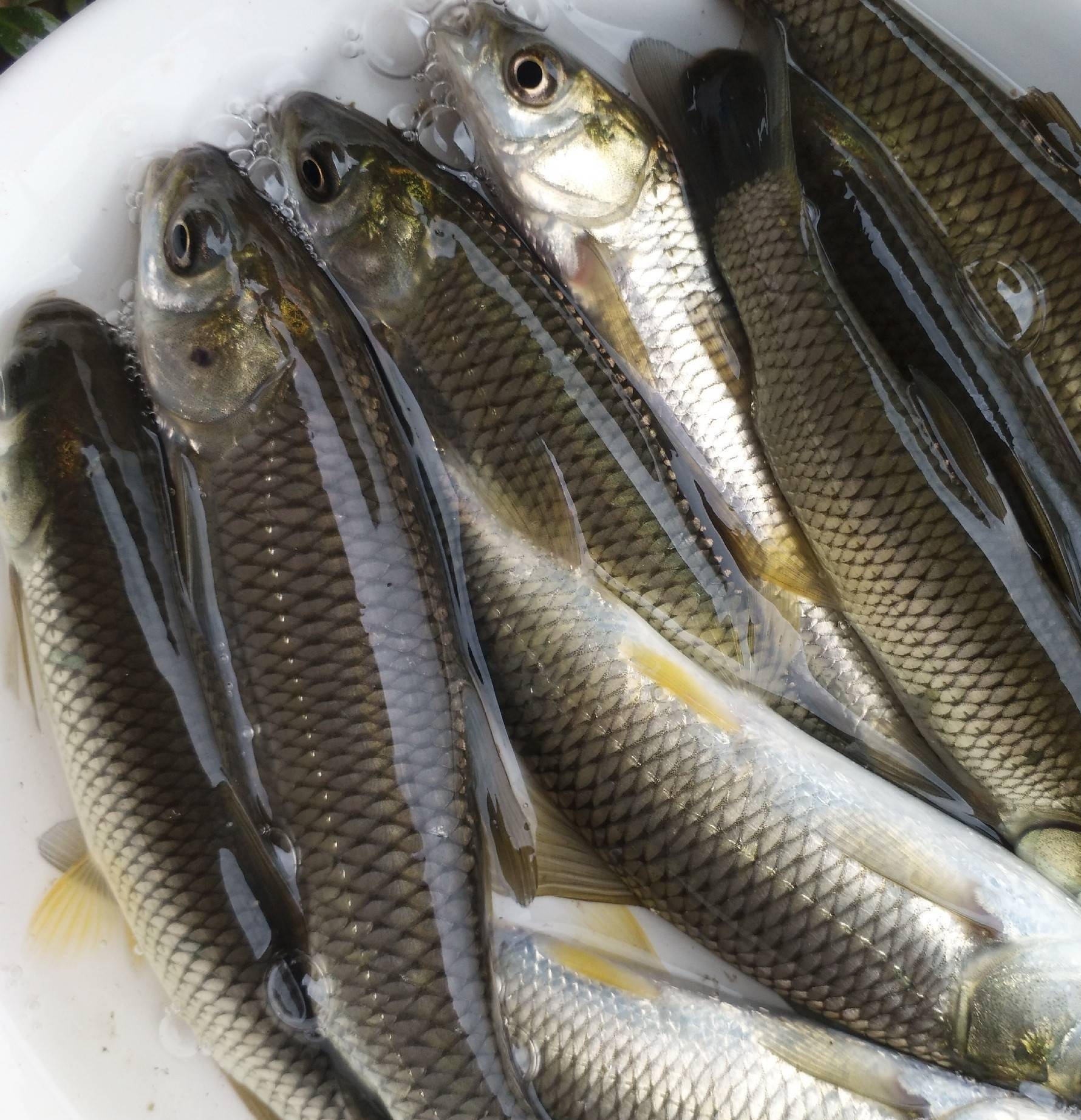 【斤.】婉鱼好吃好喂鲜活发货