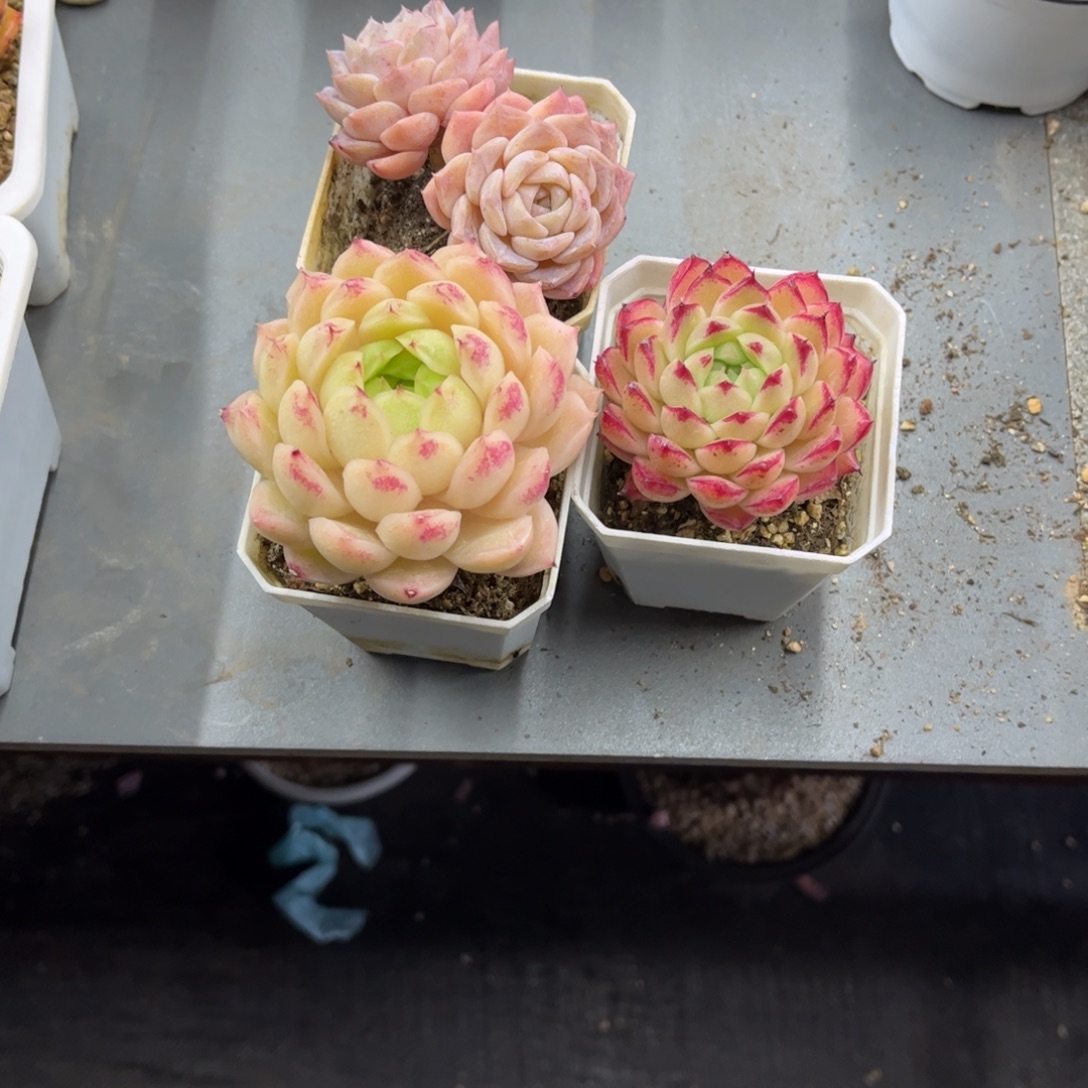 多肉植物麦秆三盆