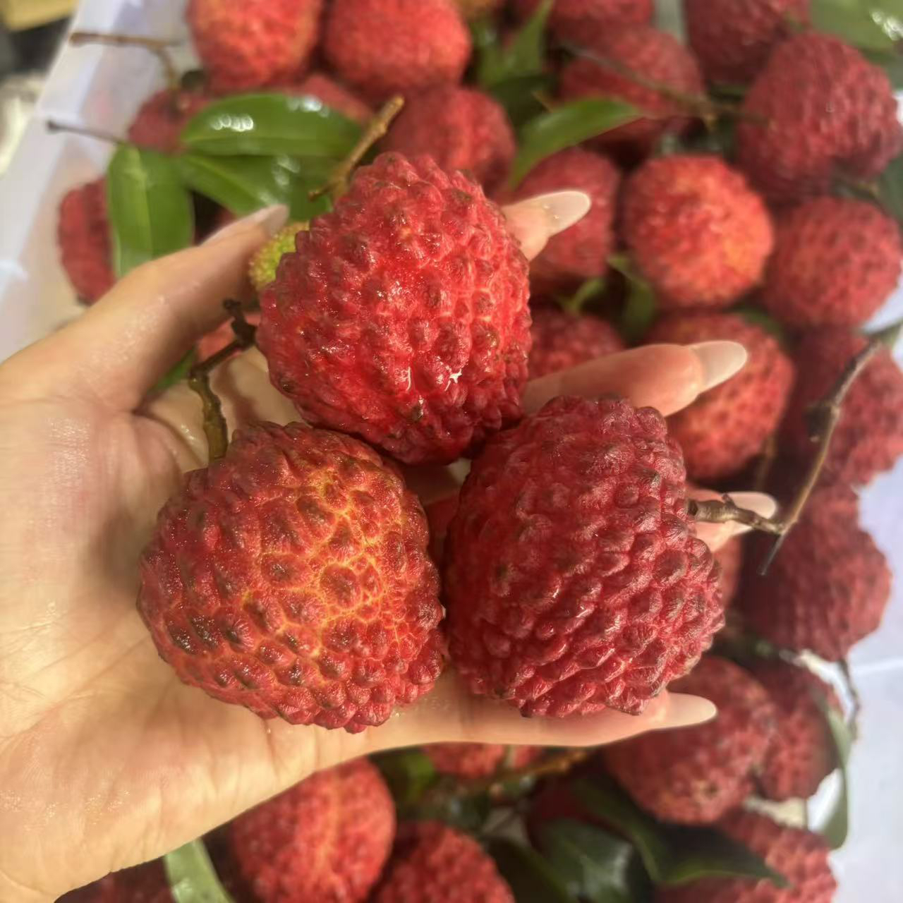 火山岩荔枝王 大荔枝 核大 很甜