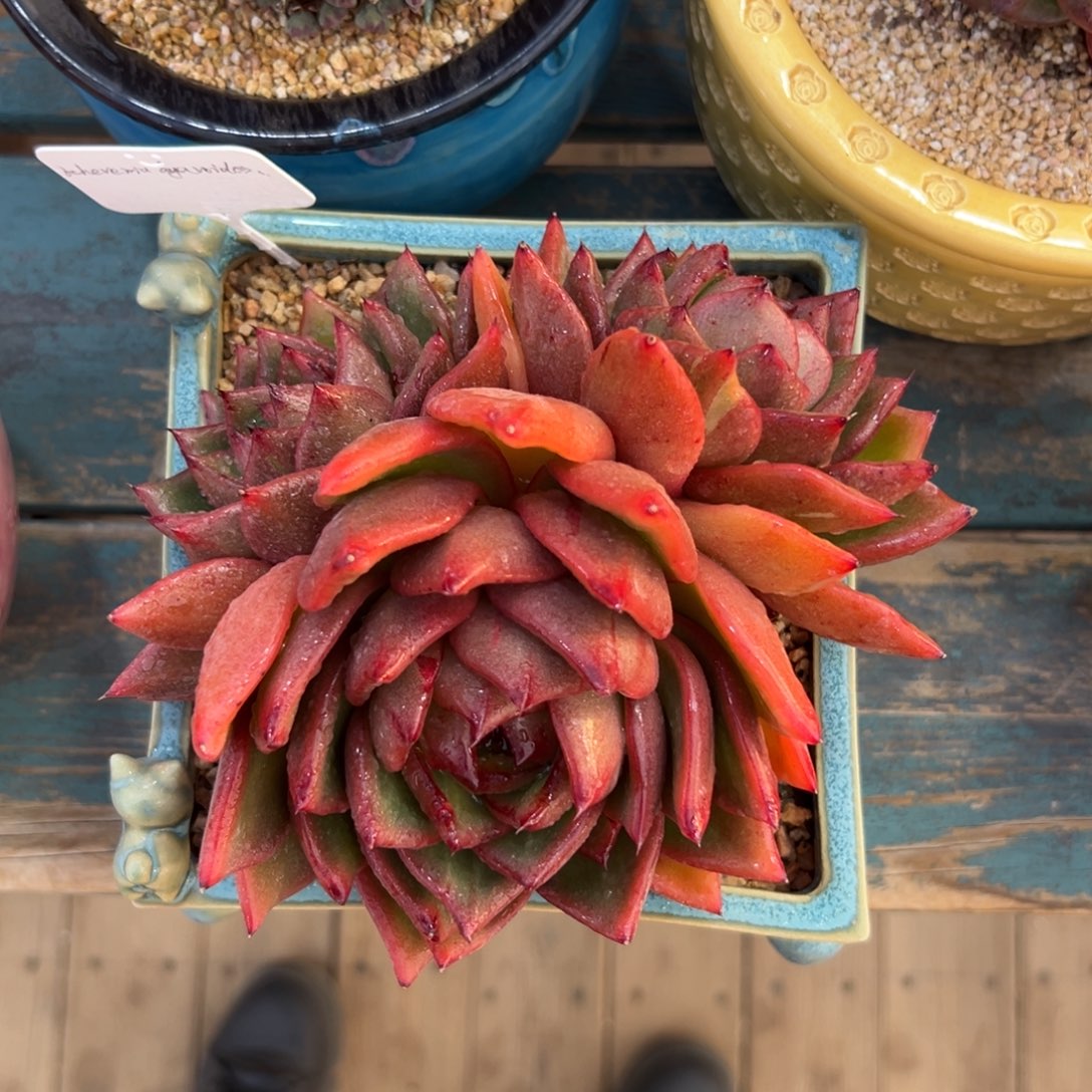 多肉一物一拍编号0125-酒