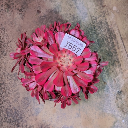 557红铜白多肉植物