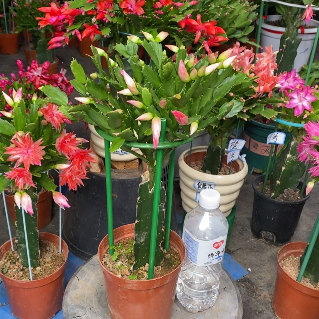 玉***儿完全开放0776 双重惊喜