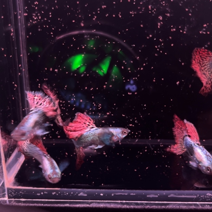 孔雀鱼半月尾红龙单公5条