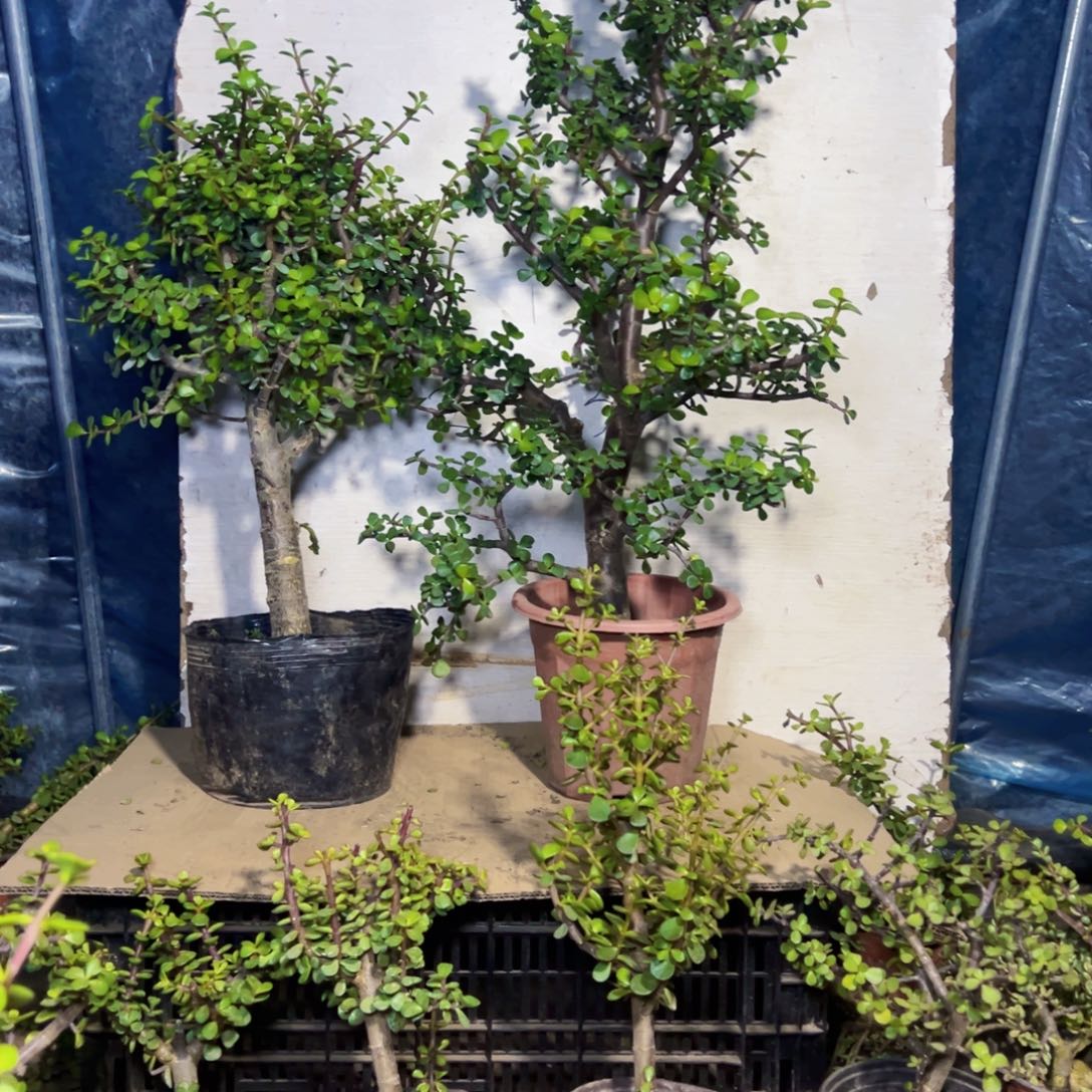 @**金枝玉叶一物一拍