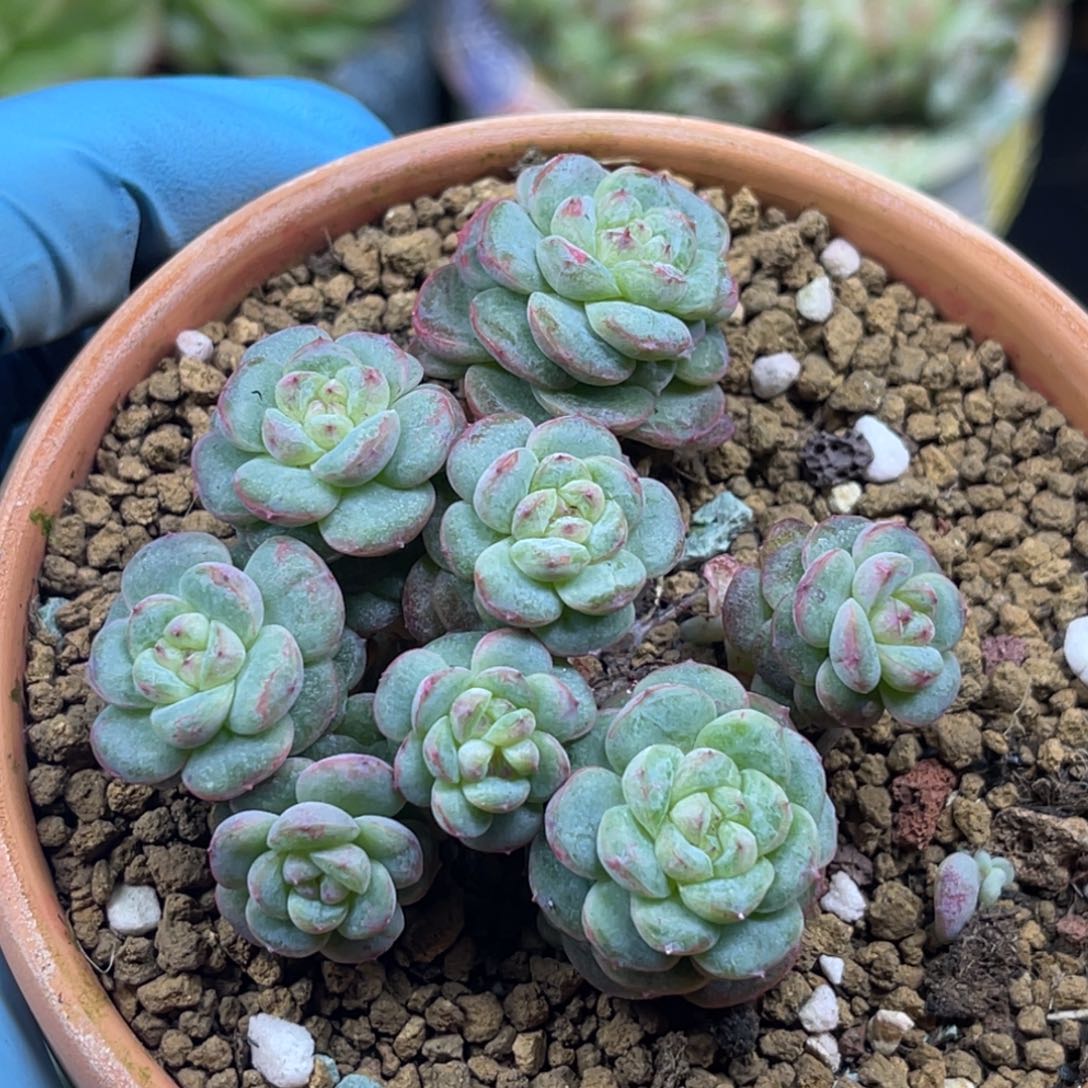 珍妮群 8头 多肉植物