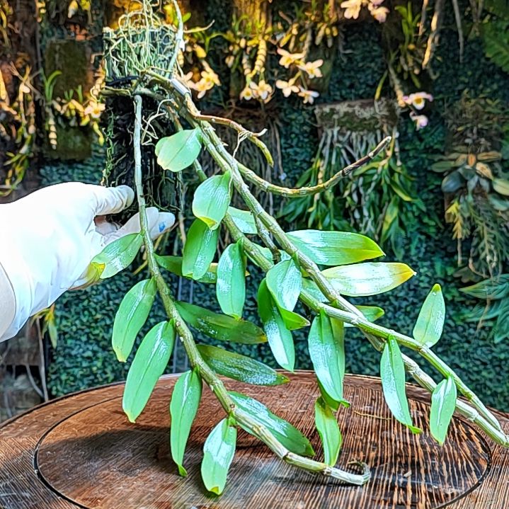 175越南檀香花卉花卉