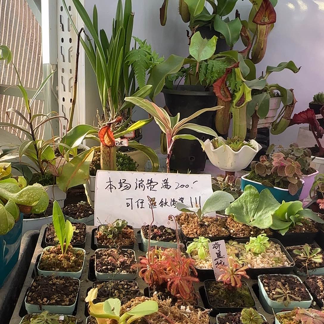 傻***缺完全开放精选个体CLC