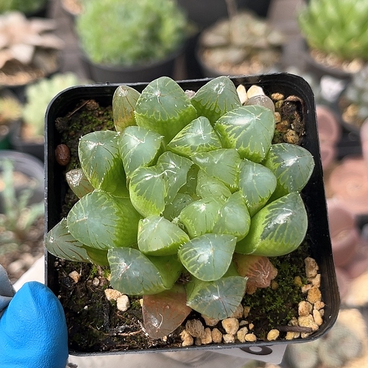 368 实生帝王 带盆土 9.9包邮