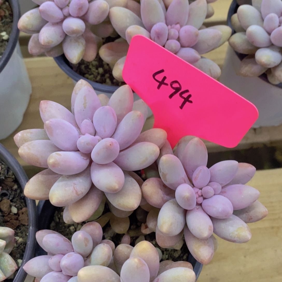 开心多肉，一物一拍，一单包邮，满5给1