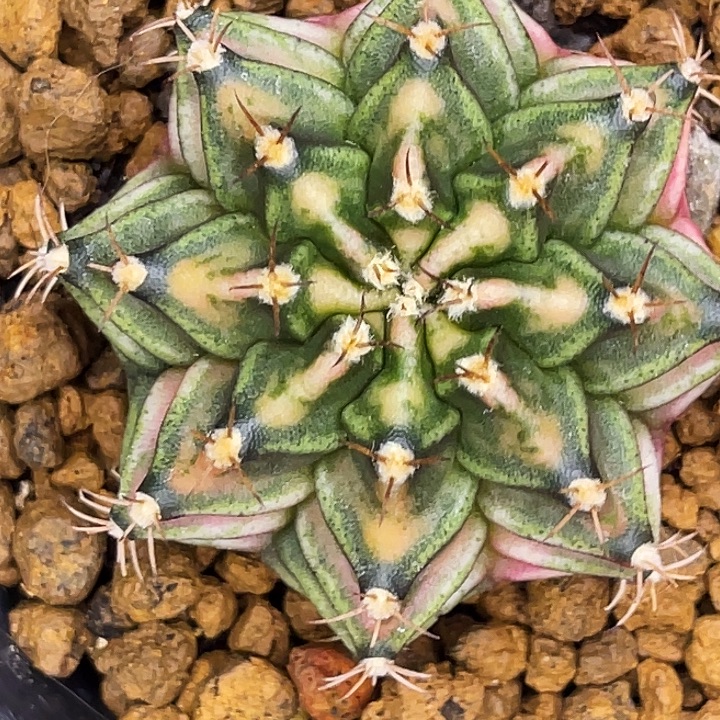 薄荷苏打 出状态颜色更红 一物一拍