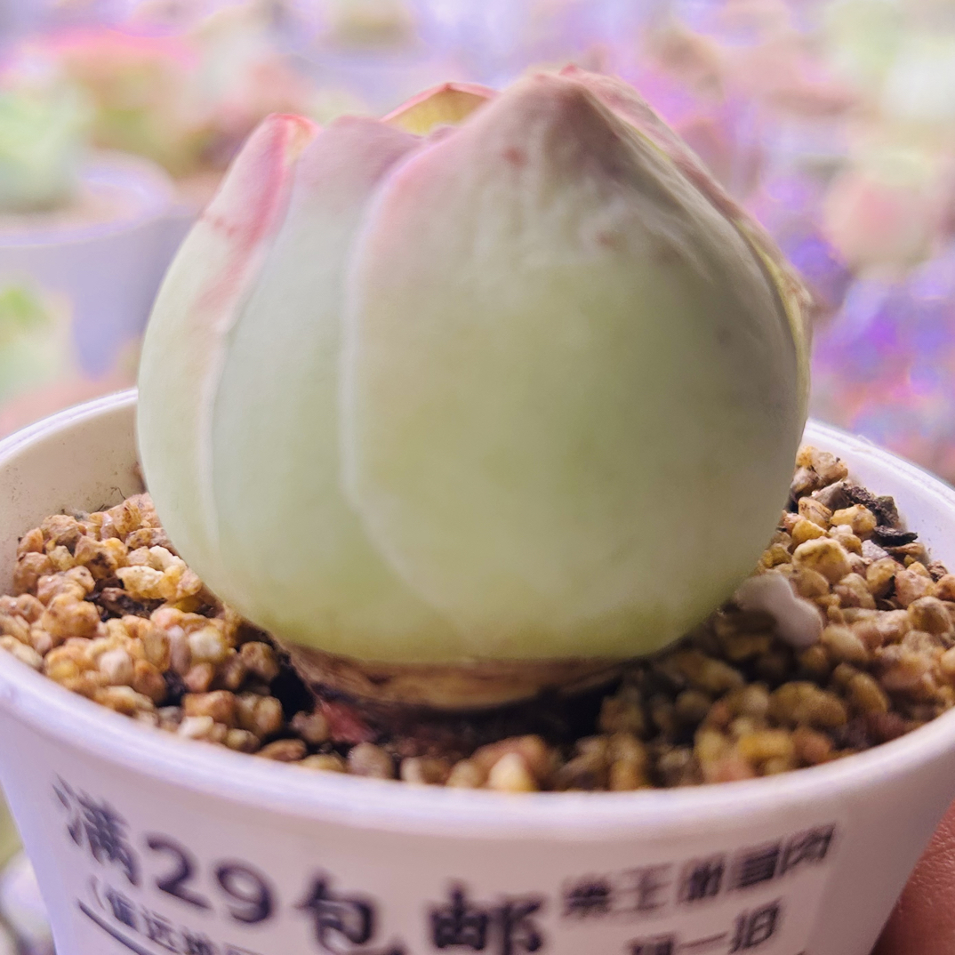 樂王册精品多肉山地玫瑰精品