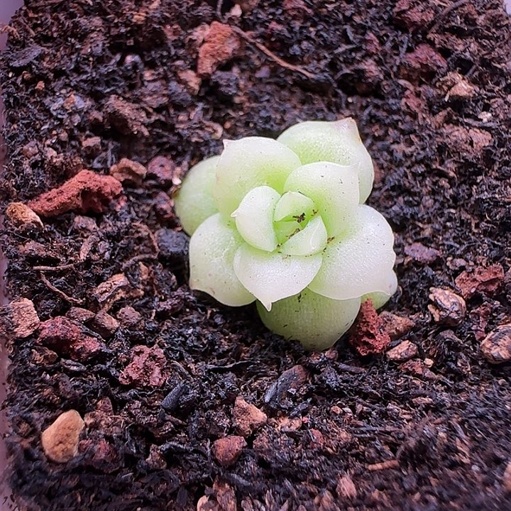 C11专拍福利单头一颗