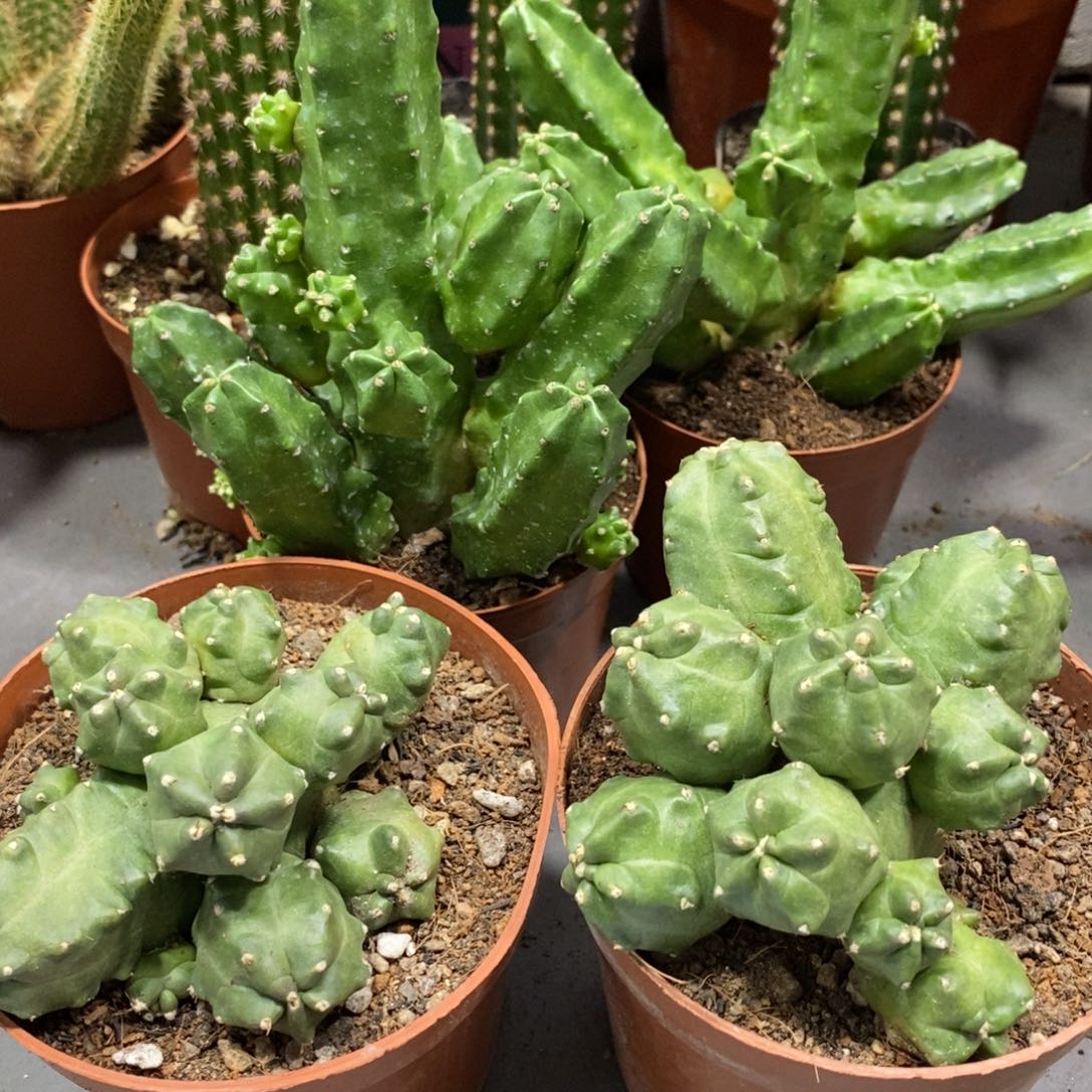 三盆群生桃太郎组合