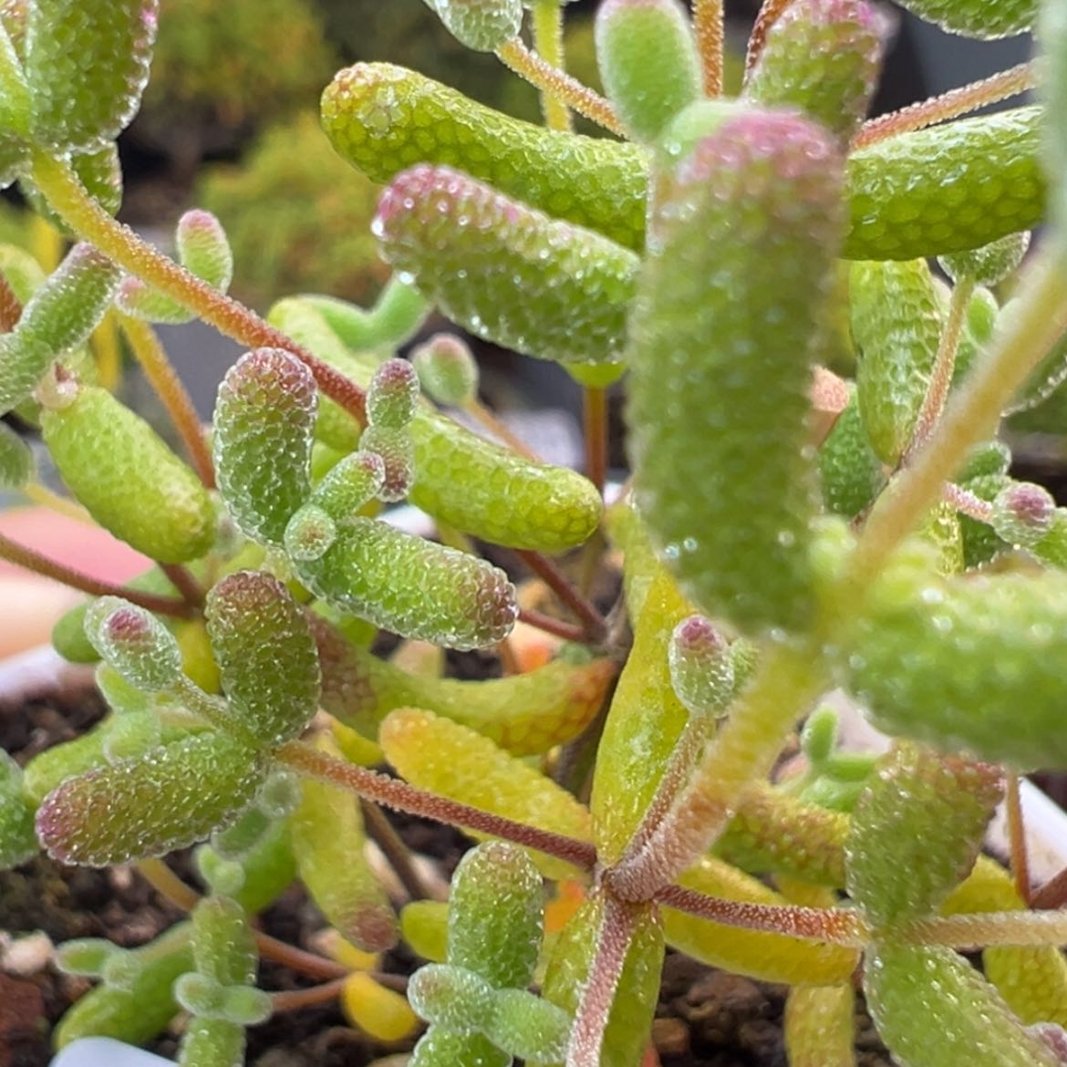 【闪购商品】dy6696实生糖球冠幅5cm