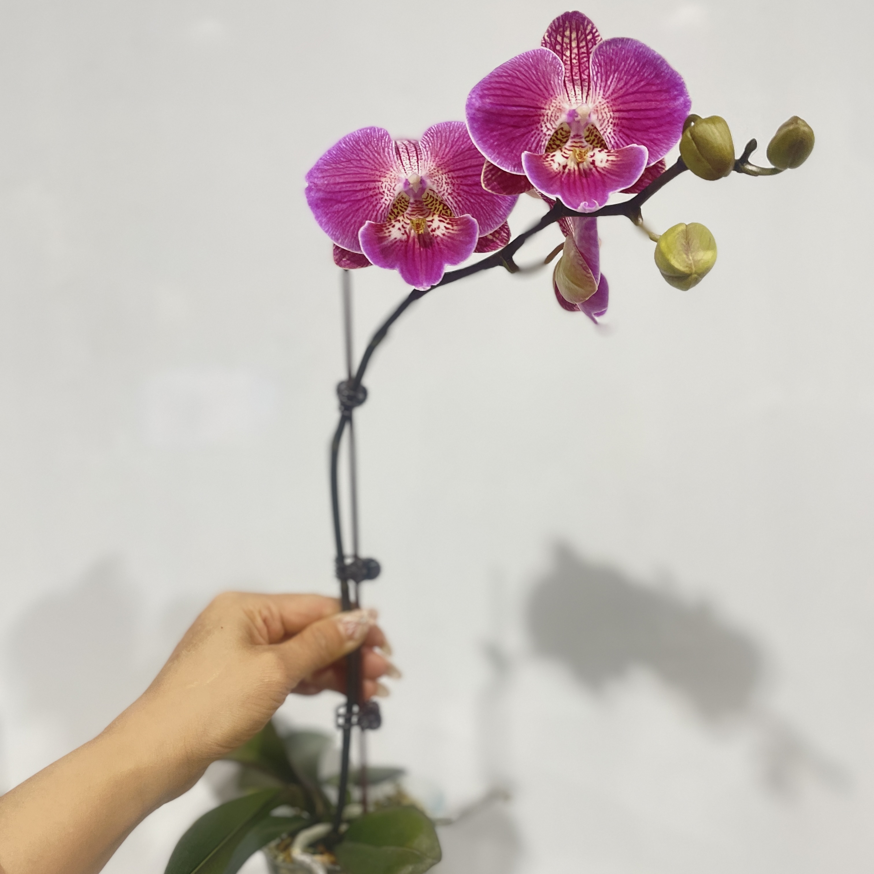 【福星】室内蝴蝶兰花盆栽开花株 四季好养护绿植叶片