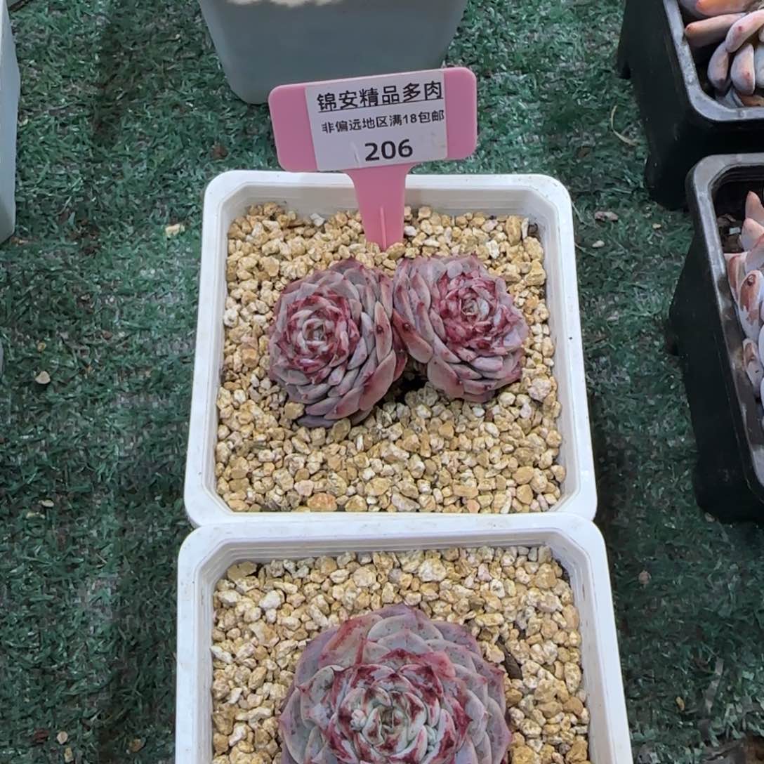 锦安精品多肉植物206