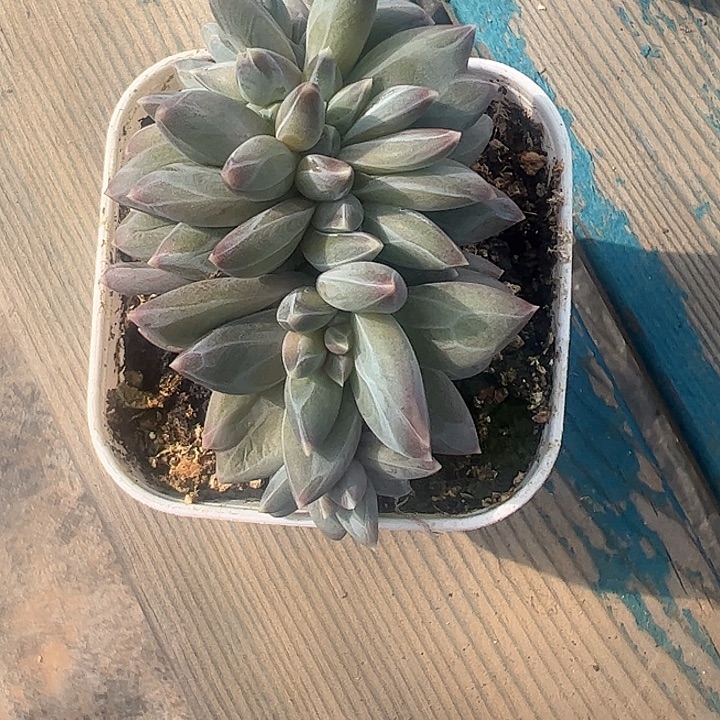 雪戴莉朵朵111111