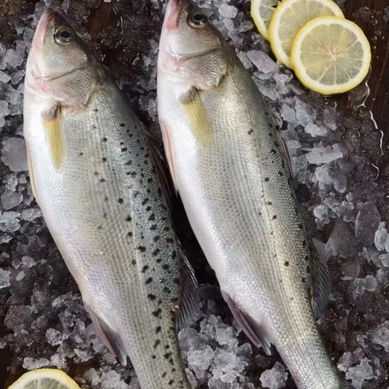 鲈鱼（5斤共7-8条鱼）速冻后发货