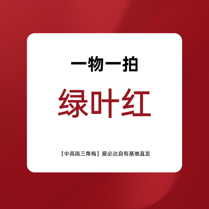 三角梅盆花-绿叶红（杂色老桩）