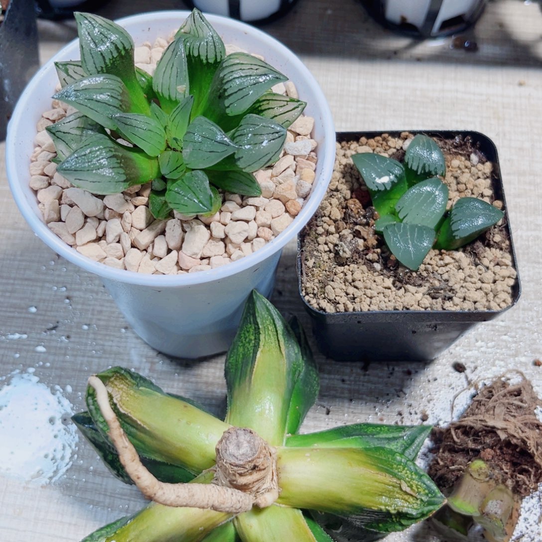 四颗漂亮肉肉多肉植物