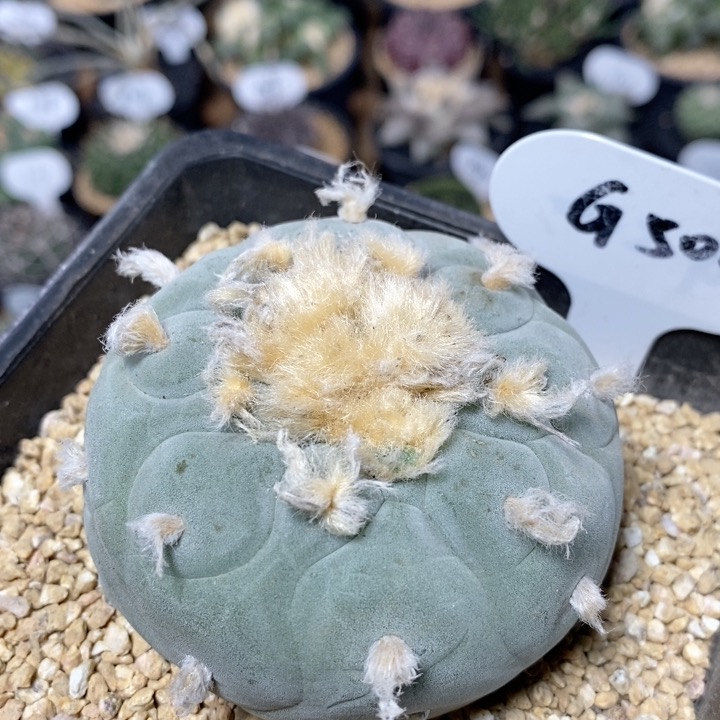 504号实生白肌草球7.2cm