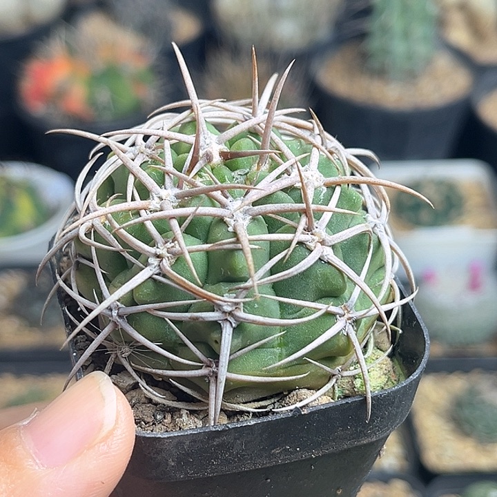 优选碧岩玉实生球4.8公分