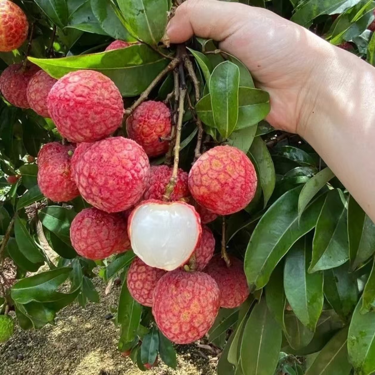 【618狂亏10000单】茂名乌叶荔枝带箱5斤（果子净重4斤）现摘现发皮薄多汁当季水果荔枝同城新鲜荔枝同城送