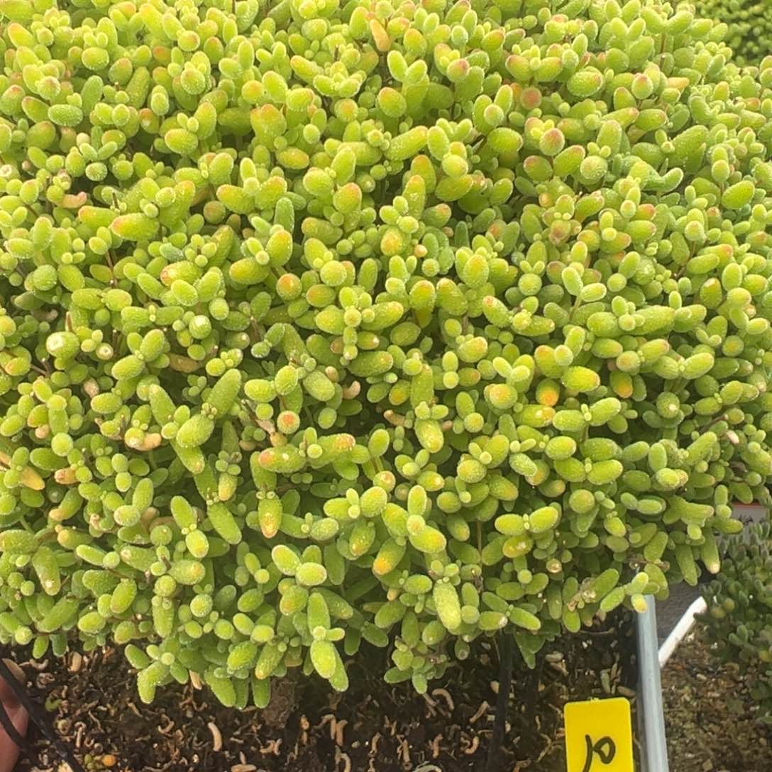 精控蜜橘10号15cm盆
