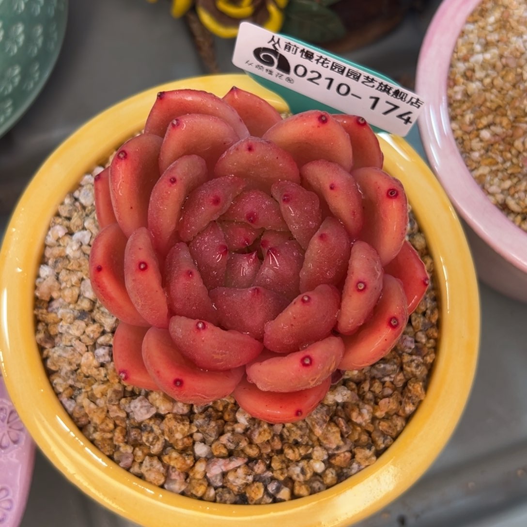 多肉一物一拍0210-174