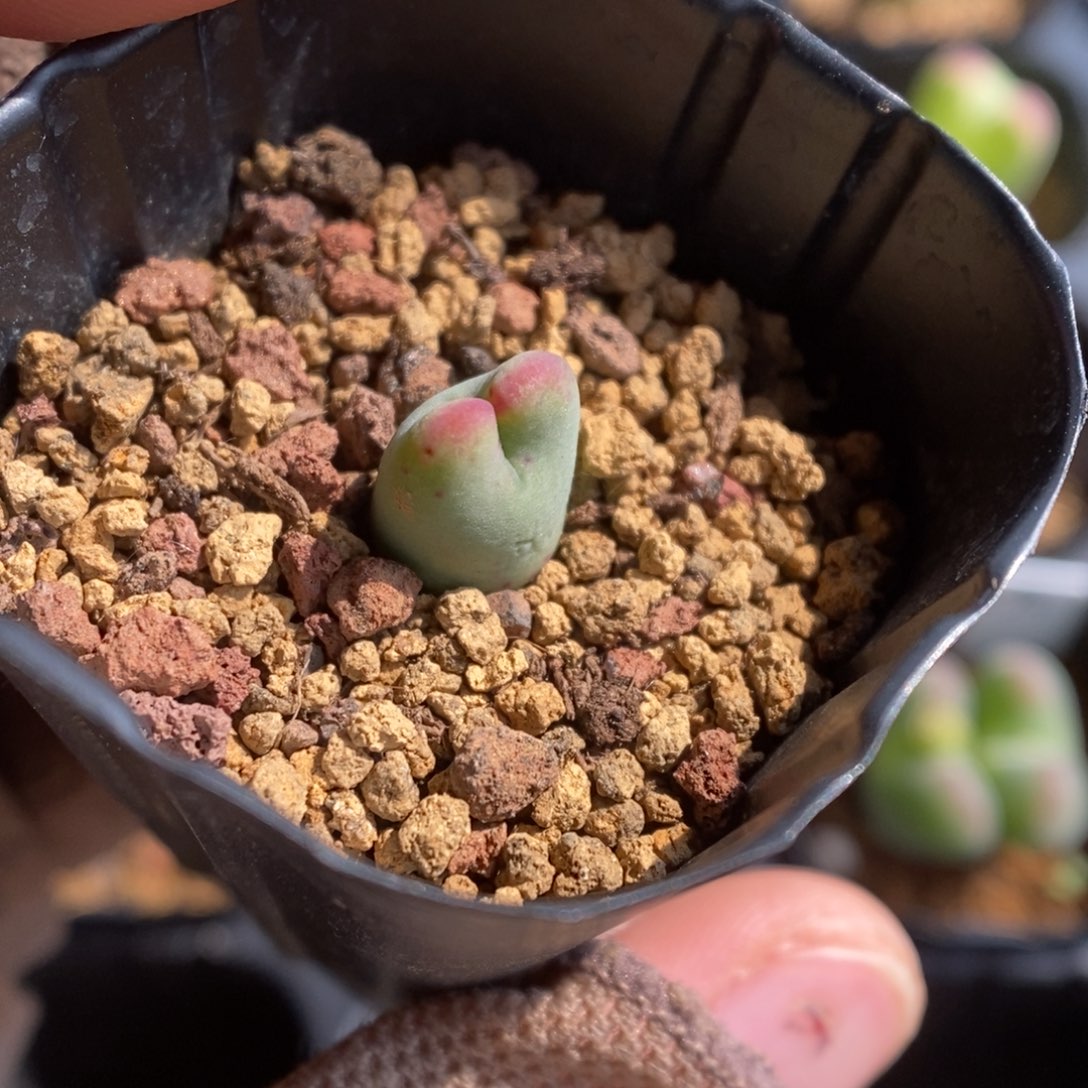 多肉植物肉锥杂交K-435