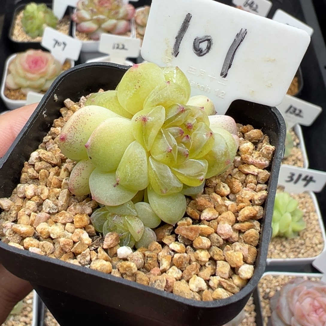 101号相柳甜心3头 