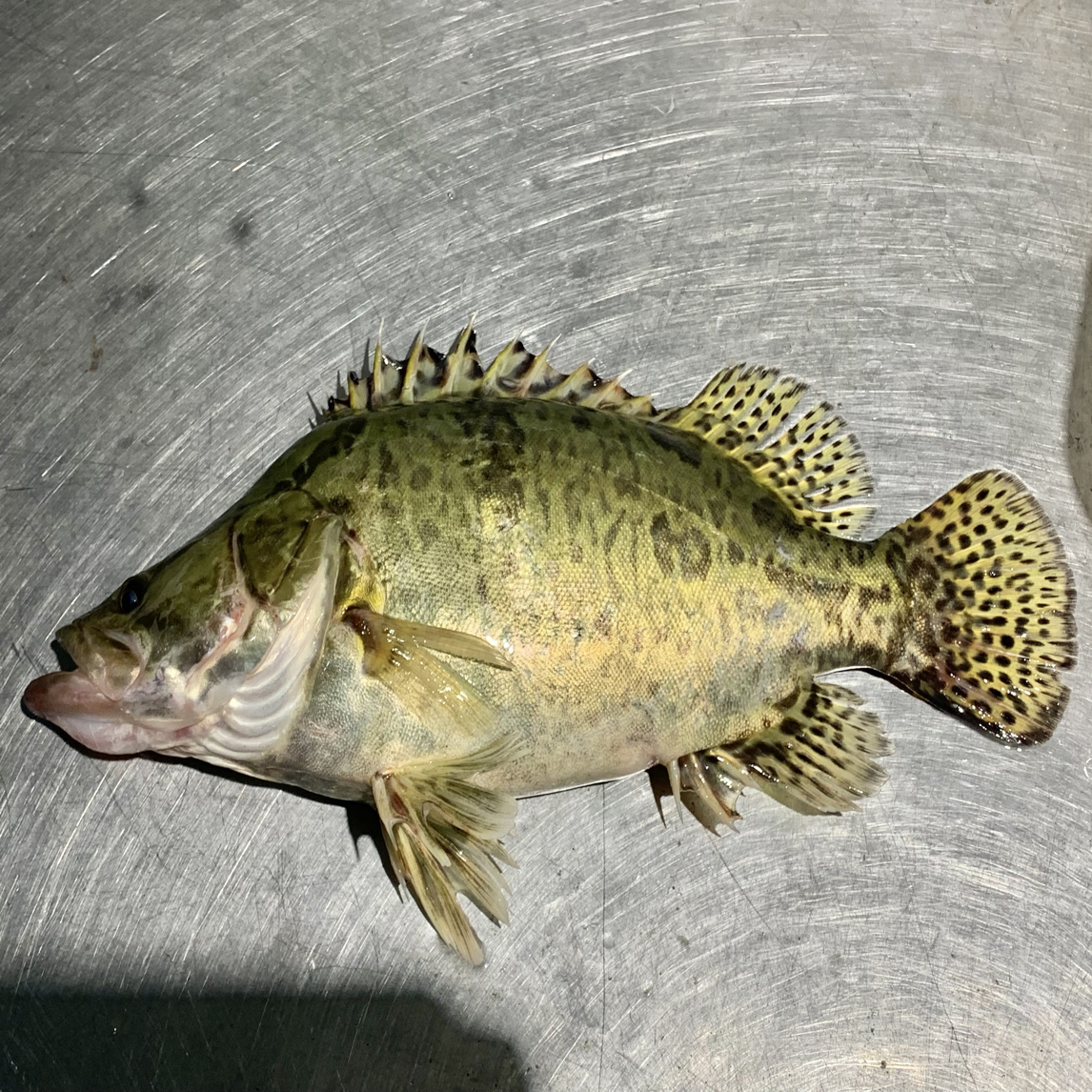 黑龙江冷水江鳌花鱼（现场称重）