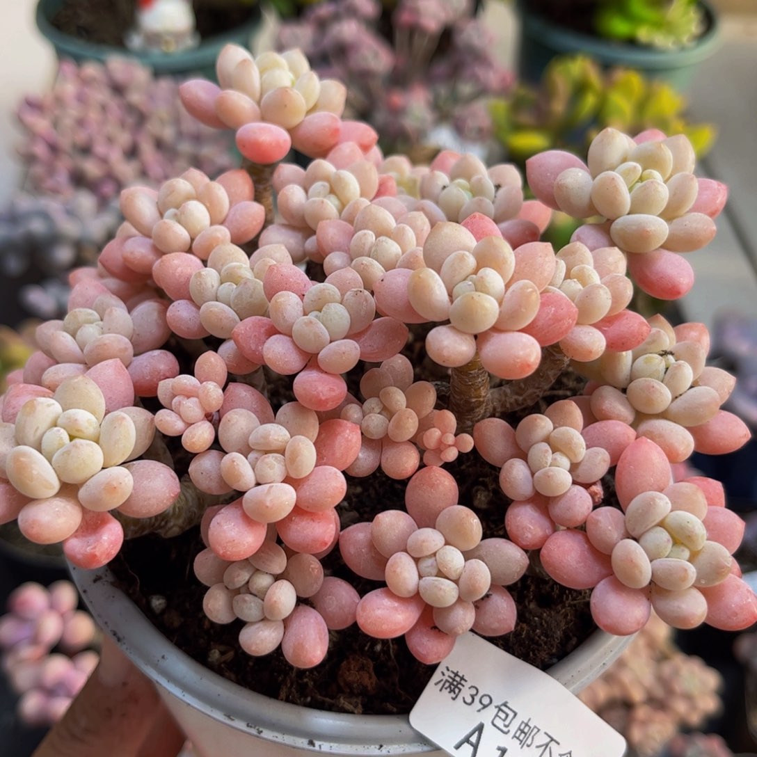 248鱼子酱12cm多肉植物