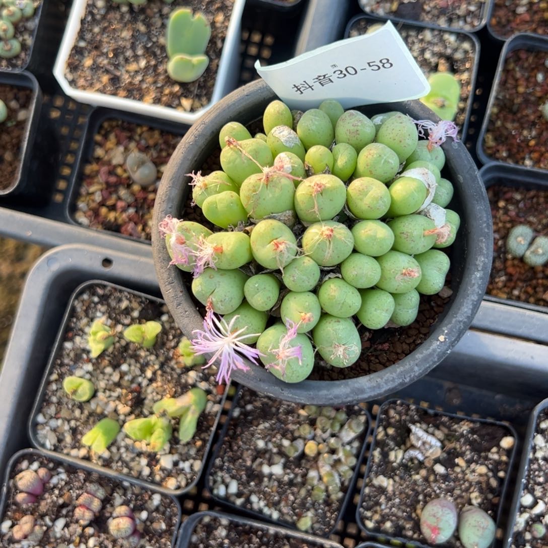 30-58肉锥多肉植物，