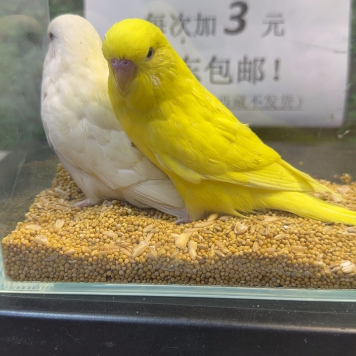 虎皮鹦鹉大头虎皮鹦鹉