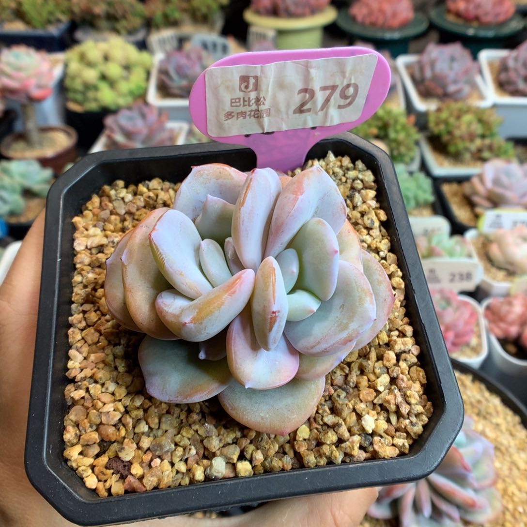 @***?279奶茶多肉植物