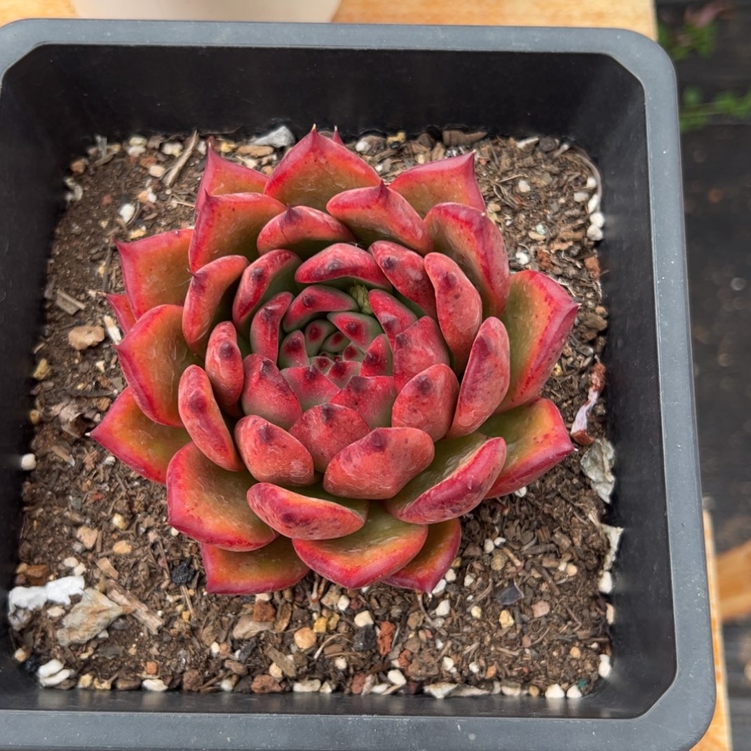 多肉单头弗兰克【非偏远满18包邮】