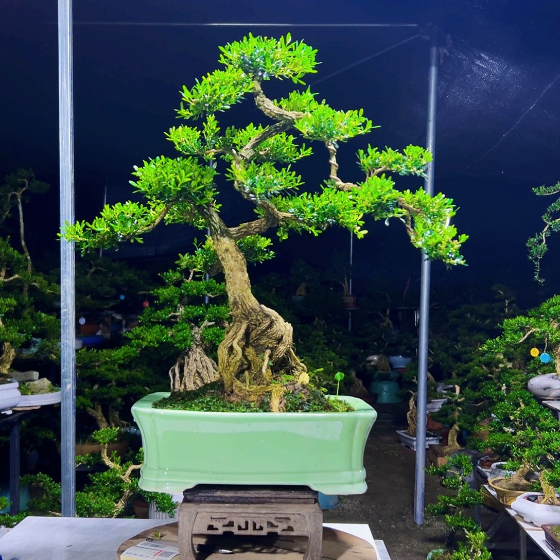 彬***@无花朵黄杨木       