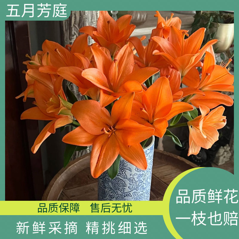 多头【橙色梦想】无香型亚州百合巧克力-爱马仕橙色系-明亮高级鲜花