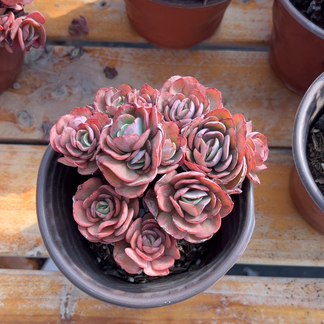 多肉小叶秀妍【满18包邮】