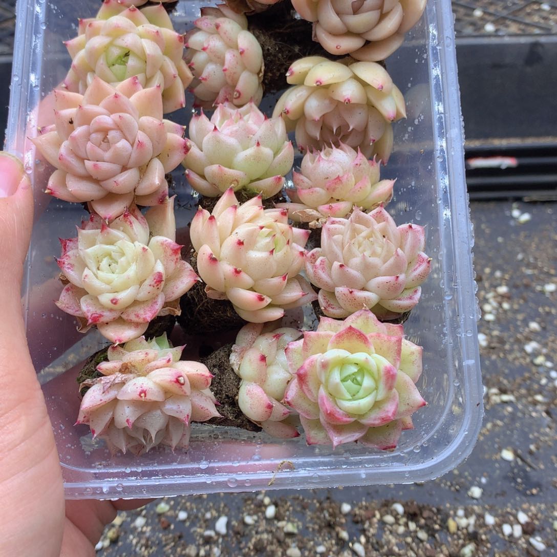 反反复复还是很开心的050