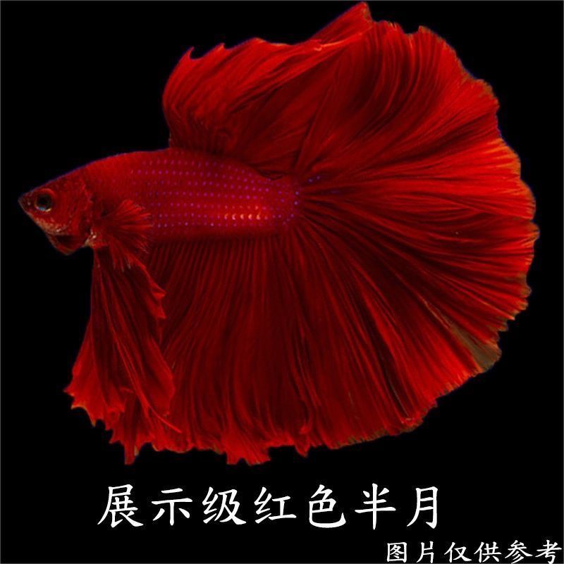 泰国斗鱼半月公婚纱鱼纯白热带鱼小型观赏鱼便宜小宠物好养耐活